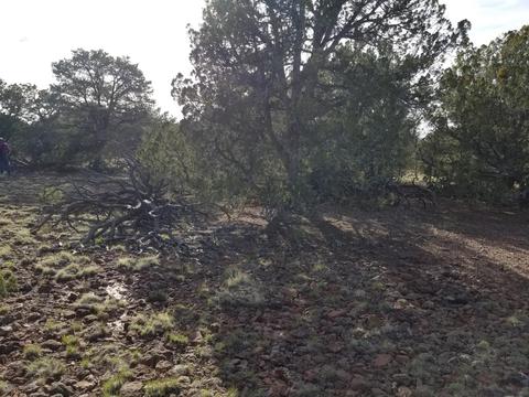 733 E Coconino Trl, Williams, AZ 86046 photo 10