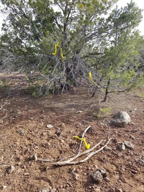 733 E Coconino Trl, Williams, AZ 86046 photo 13