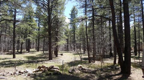 3488 E Pine Top Dr, Williams, AZ 86046 photo 10