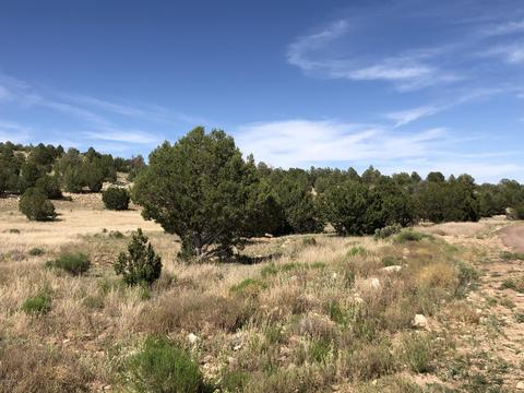 8143 W Red Bluff Rd, Williams, AZ 86046 photo 3