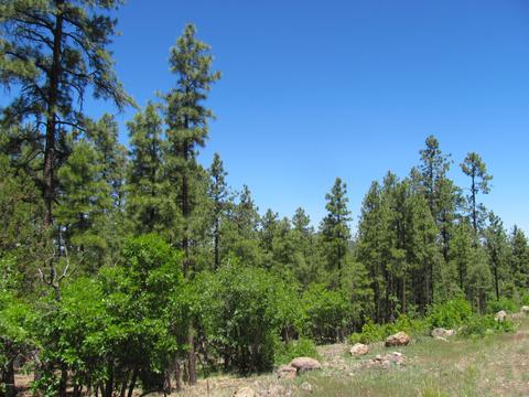 1020 Stone Hollow Loop, Williams, AZ 86046 photo 5