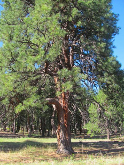 1020 Stone Hollow Loop, Williams, AZ 86046 photo 2