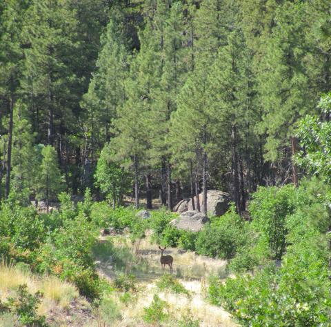 1020 Stone Hollow Loop, Williams, AZ 86046 photo 6