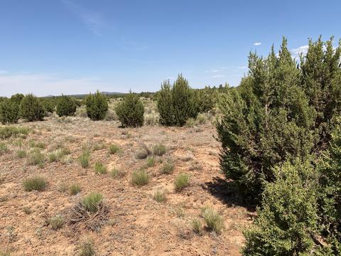 4980 E Lasso Loop Rd, Williams, AZ 86046 photo 6
