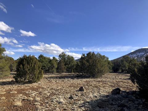 1302 E Tamarack St, Williams, AZ 86046 photo 5