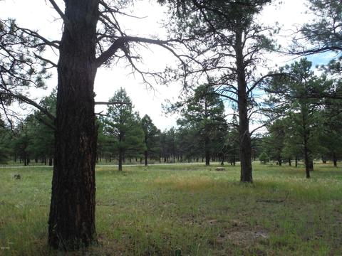 443 S Pinehurst Dr, Williams, AZ 86046 photo 3