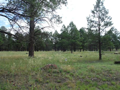 443 S Pinehurst Dr, Williams, AZ 86046 photo 2