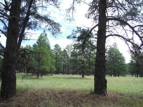 443 S Pinehurst Dr, Williams, AZ 86046 photo 5