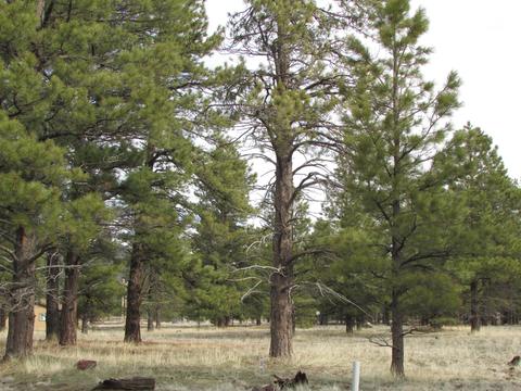 443 S Pinehurst Dr, Williams, AZ 86046 photo 10