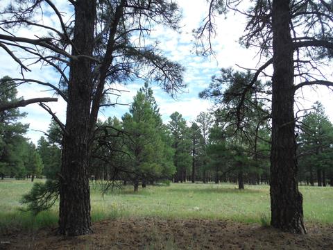 443 S Pinehurst Dr, Williams, AZ 86046 photo 7