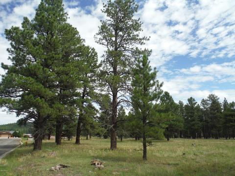443 S Pinehurst Dr, Williams, AZ 86046 photo 1