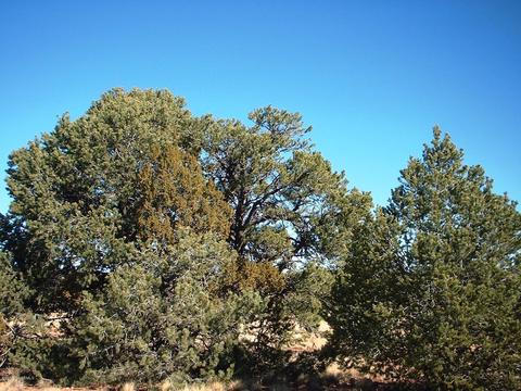 6949 Lasso Loop, Valle, AZ 86046 photo 3