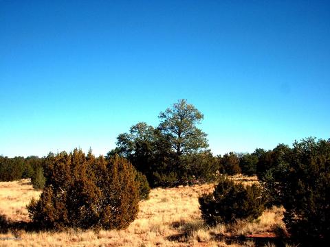 6949 Lasso Loop, Valle, AZ 86046 photo 4
