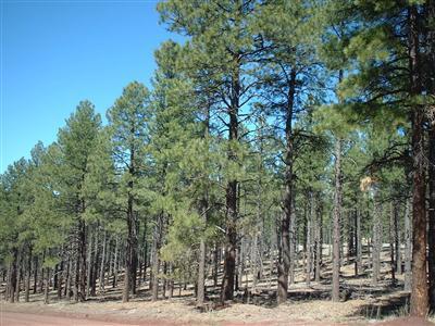7481 E Long Bow Dr, Williams, AZ 86046 photo 6