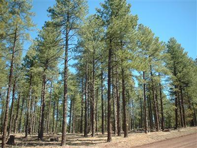7481 E Long Bow Dr, Williams, AZ 86046 photo 3