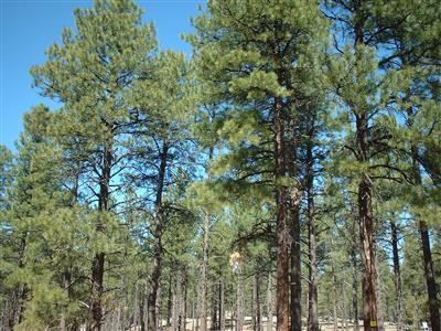 7481 E Long Bow Dr, Williams, AZ 86046 photo 2
