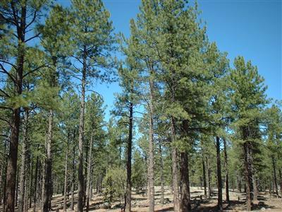 7481 E Long Bow Dr, Williams, AZ 86046 photo 7