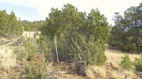 1623 E Sagebrush Rd, Williams, AZ 86046 photo 13