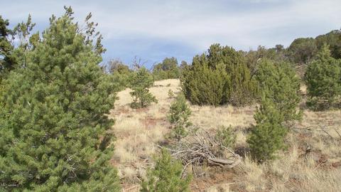 1623 E Sagebrush Rd, Williams, AZ 86046 photo 3