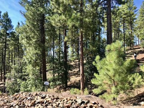 4810 Snaffle Bit, Flagstaff, AZ 86005 photo 2