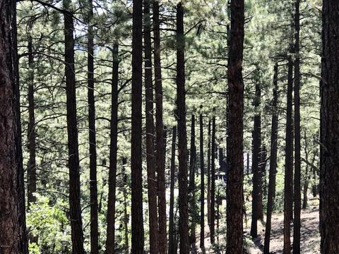 4810 Snaffle Bit, Flagstaff, AZ 86005 photo 3