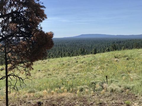 4810 Snaffle Bit, Flagstaff, AZ 86005 photo 6