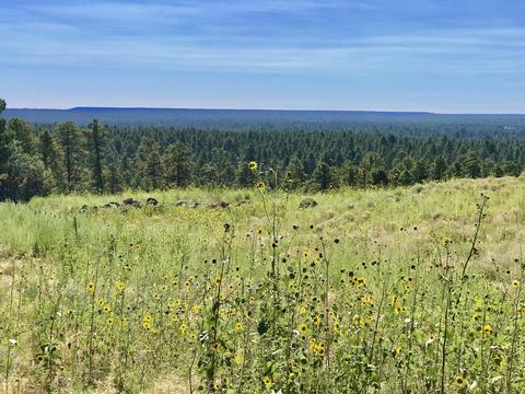 4810 Snaffle Bit, Flagstaff, AZ 86005 photo 5