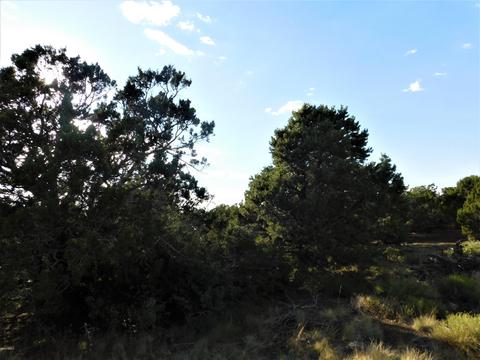 7130 N Apache Ave, Williams, AZ 86046 photo 9
