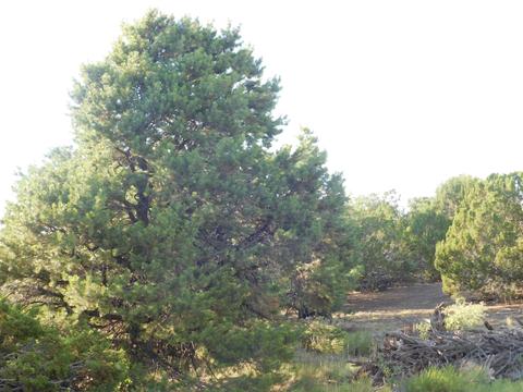 7130 N Apache Ave, Williams, AZ 86046 photo 8