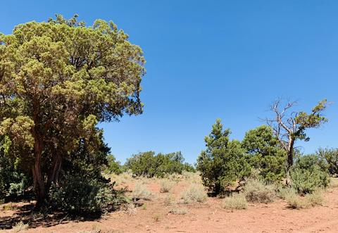 2140 S Spring St, Williams, AZ 86046 photo 4