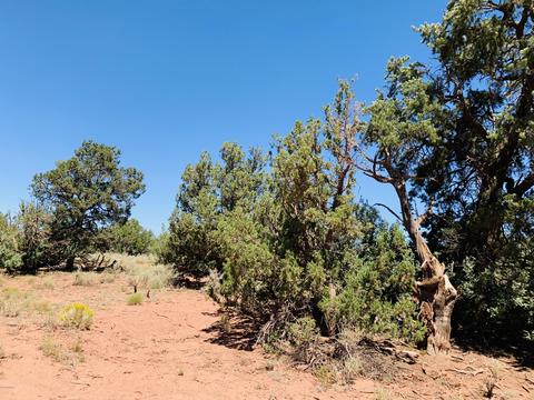 2140 S Spring St, Williams, AZ 86046 photo 7