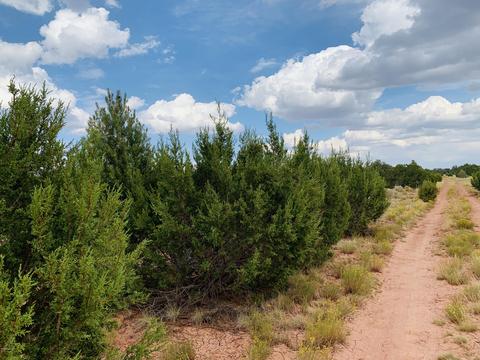 4249 E Wingfield Rd, Williams, AZ 86046 photo 5