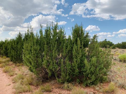 4249 E Wingfield Rd, Williams, AZ 86046 photo 3