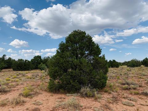 4249 E Wingfield Rd, Williams, AZ 86046 photo 1