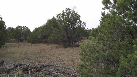 1480 E Kruger Long Rd, Williams, AZ 86046 photo 3