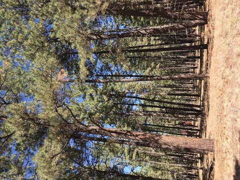 7549 E Long Bow Dr, Williams, AZ 86046 photo 8