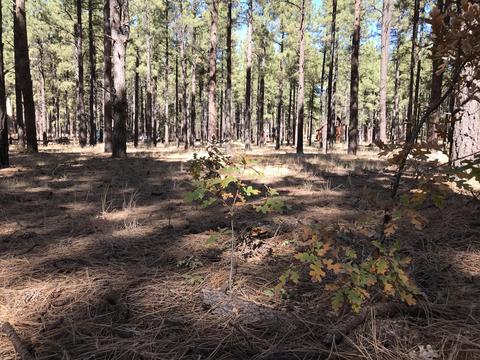 7549 E Long Bow Dr, Williams, AZ 86046 photo 5