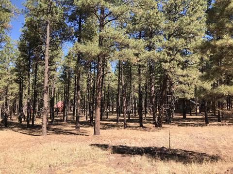 7549 E Long Bow Dr, Williams, AZ 86046 photo 1