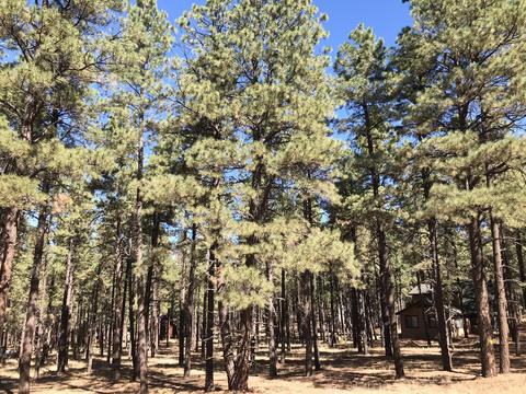 7549 E Long Bow Dr, Williams, AZ 86046 photo 3