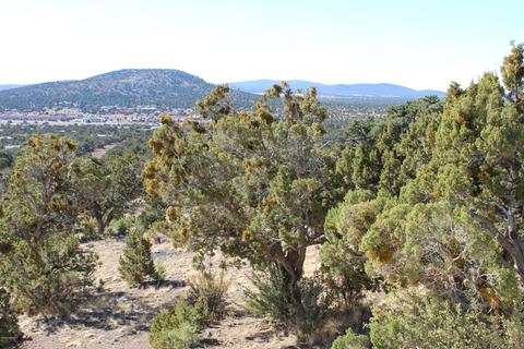 1654 E Sagebrush Rd, Williams, AZ 86046 photo 4