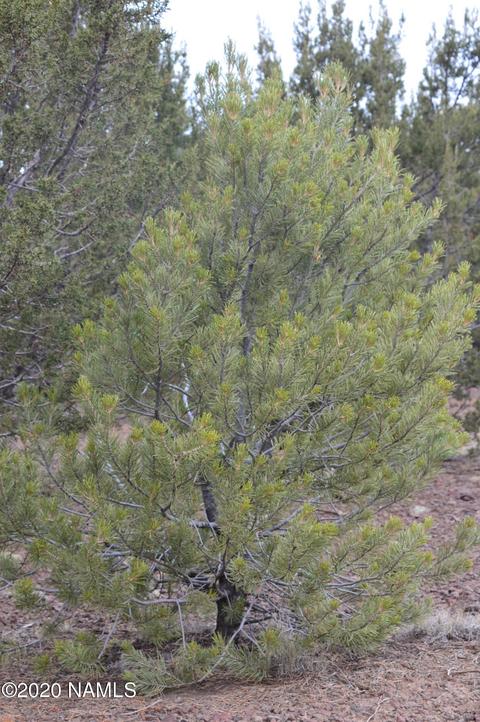 2108 E Spruce St, Williams, AZ 86046 photo 13