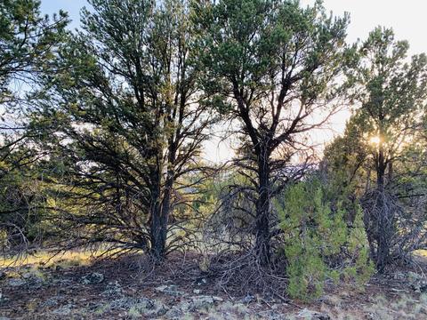 1191 E Hoctor Rd, Williams, AZ 86046 photo 10
