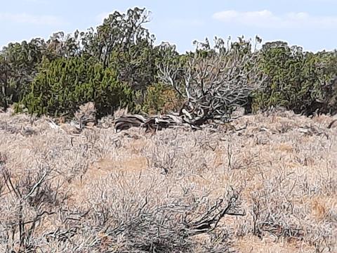 3349 E Valle Rd, Williams, AZ 86046 photo 6
