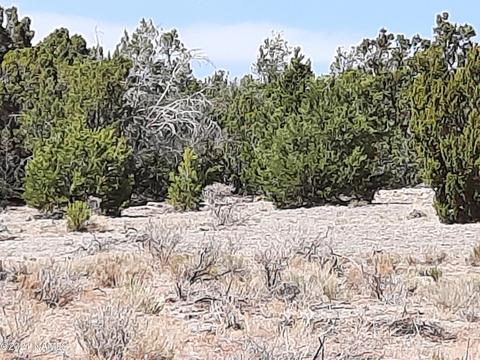 3349 E Valle Rd, Williams, AZ 86046 photo 5