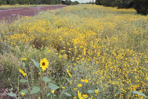 1036 E Tamarack St, Williams, AZ 86046 photo 10