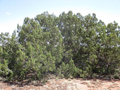7774 Lasso Loop, Williams, AZ 86046 photo 6