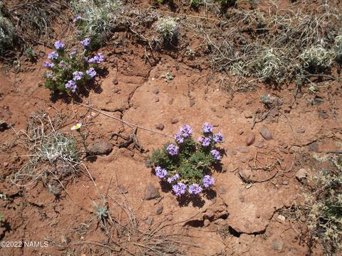 7774 Lasso Loop, Williams, AZ 86046 photo 9