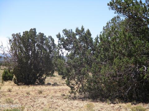 7774 Lasso Loop, Williams, AZ 86046 photo 16