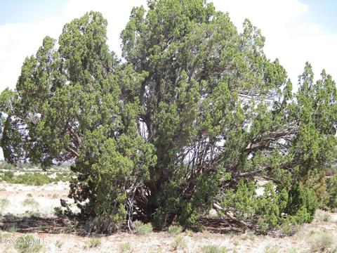 7774 Lasso Loop, Williams, AZ 86046 photo 15