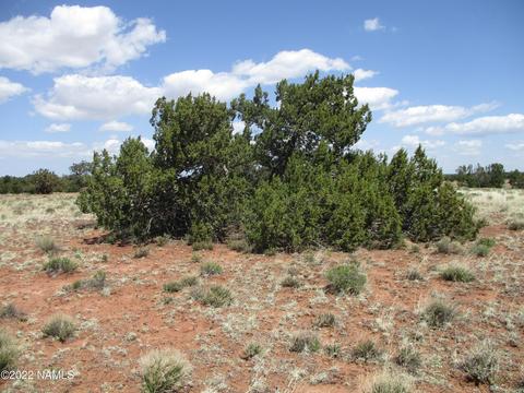 7774 Lasso Loop, Williams, AZ 86046 photo 11